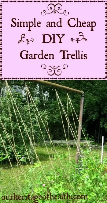 Twine attached to poles to form a trellis with pea plants growing up it.