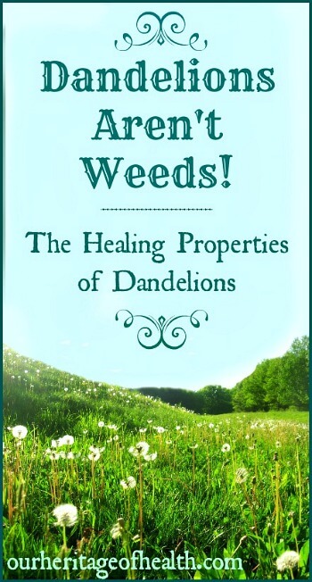 Dandelions aren't weeds! The Healing properties of dandelions | ourheritageofhealth.com