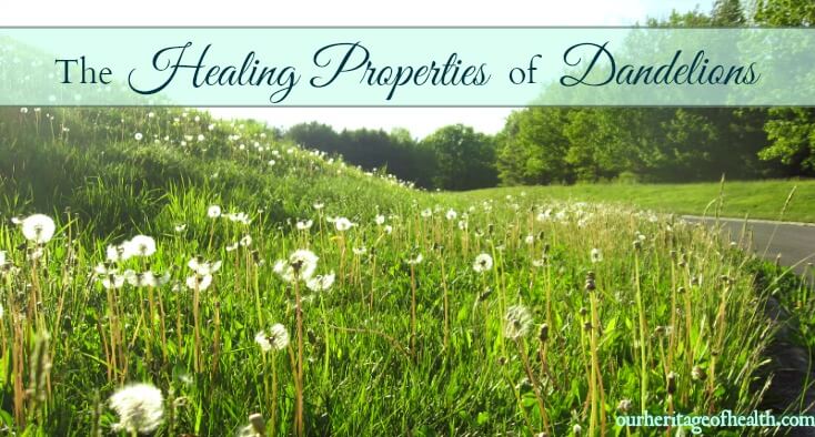 Dandelions aren't weeds! The healing properties of dandelions | ourheritageofhealth.com
