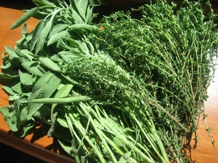 Bundles of fresh sage and thyme ready for drying.