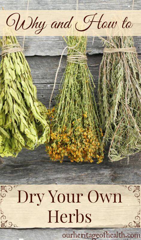 Bundles of herbs drying.