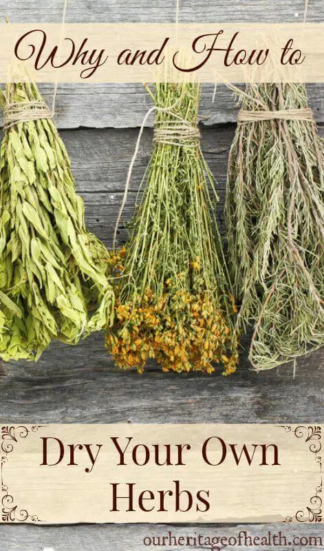 Bundles of herbs drying.