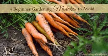 Bunch of carrots on the ground.