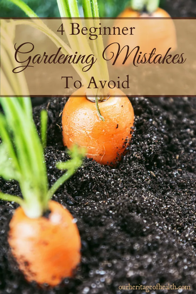 Carrot tops poking out of soil in garden.