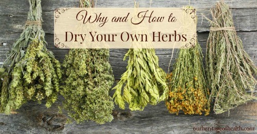 Bundles of herbs drying.