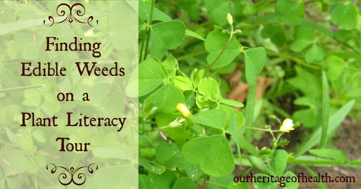Finding edible weeds on a plant literacy tour | ourheritageofhealth.com