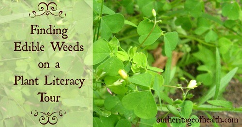 Finding edible weeds on a plant literacy tour