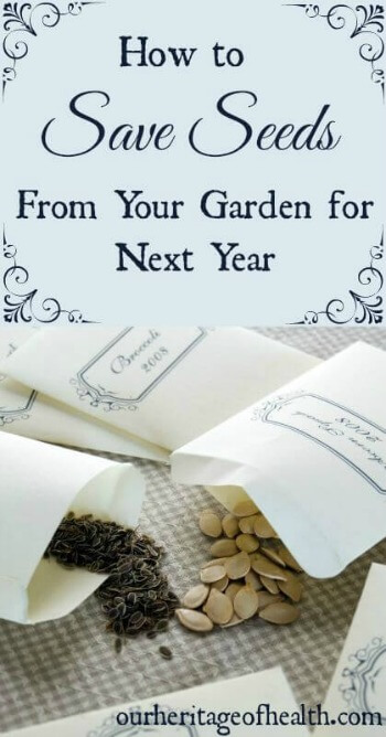 How to save seeds from your garden for next year | ourheritageofhealth.com