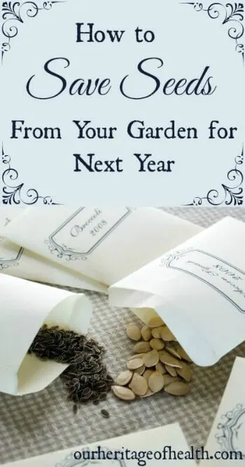 Seed packets with seeds spilling out onto a gingham cloth.