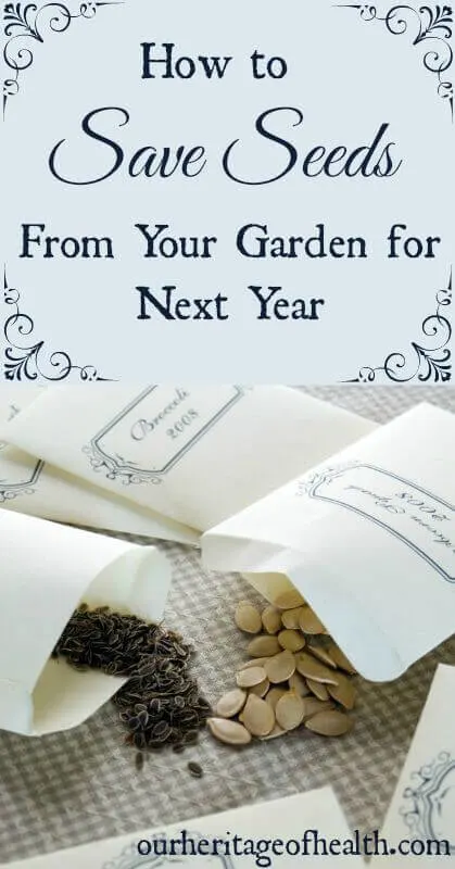 Seed packets with seeds spilling out onto a gingham cloth.