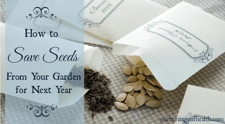 Seed packets with seeds spilling out onto a gingham cloth.