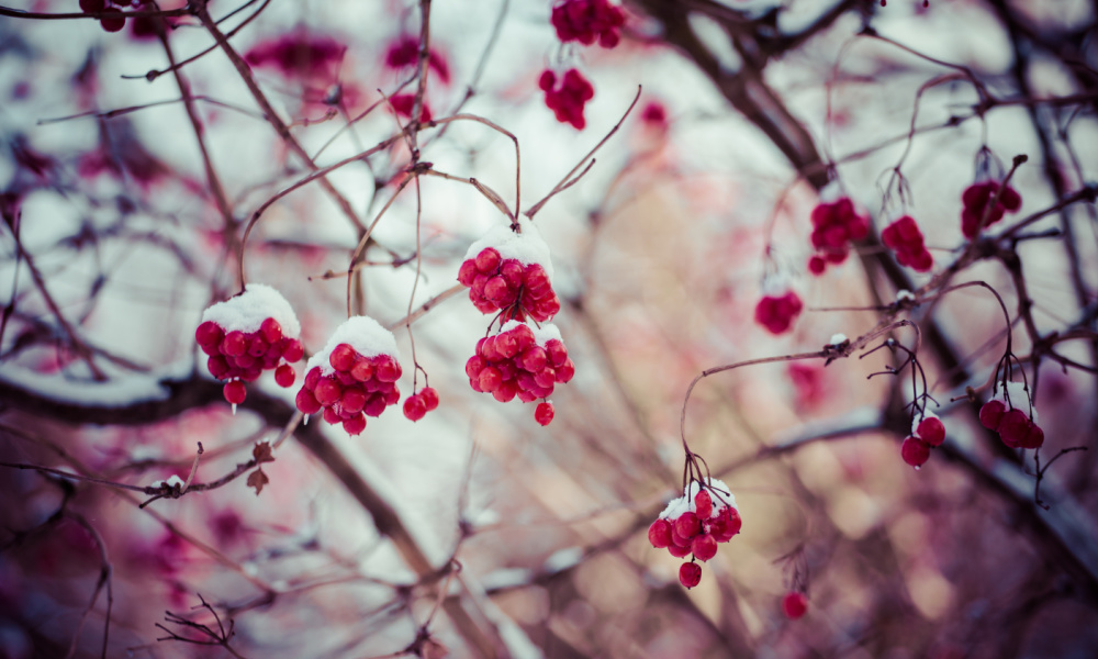 Bright pinkish-red winter berries dusted with snow on bare branches.