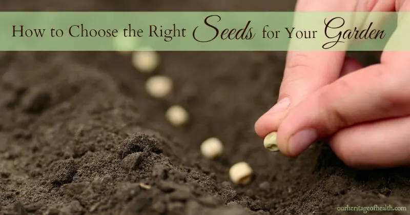 Fingers placing seeds in a row in the soil.