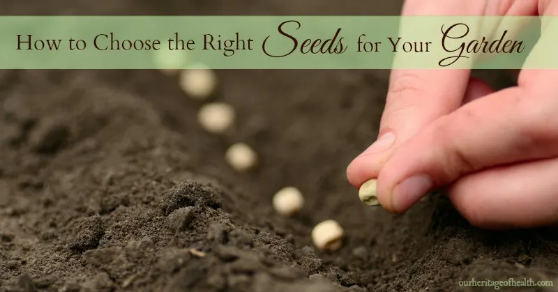 Row of seeds being planted in garden soil.