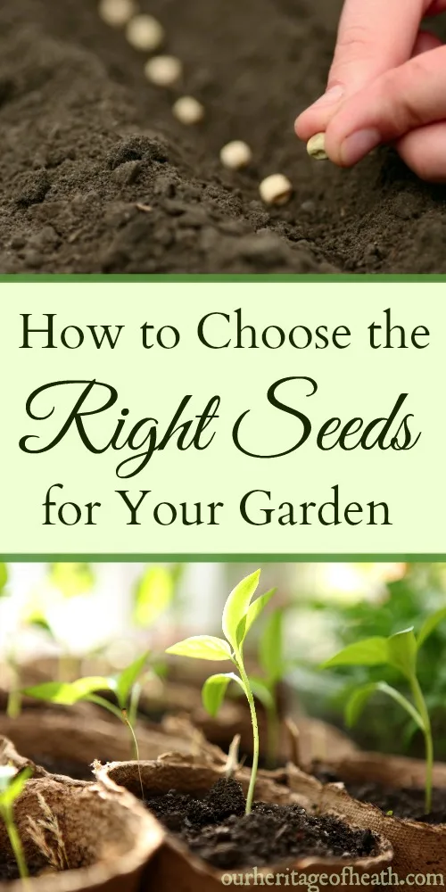 Fingers placing seeds in a row in the soil and seedlings growing in pots in the sunlight.
