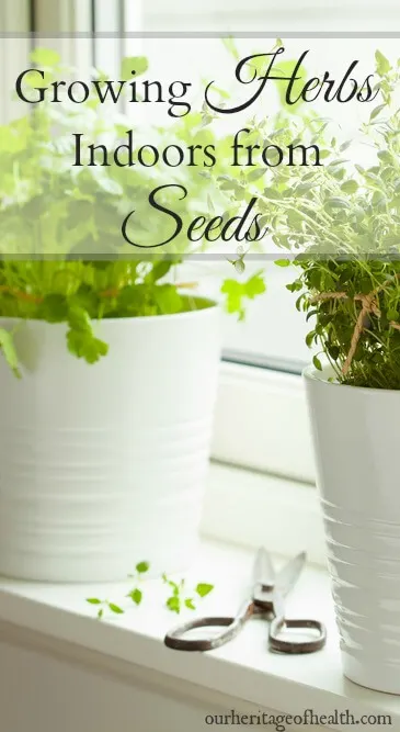 Herbs growing in pots in a bright window sill.