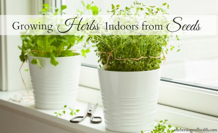 Herbs growing in pots in a bright window sill. 