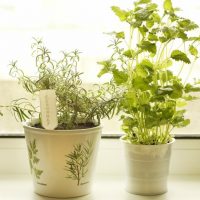 Two potted herb plants near a window.