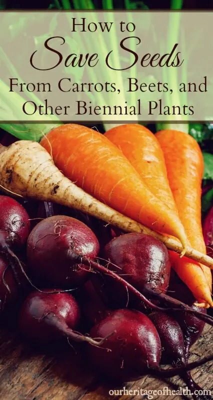 Carrots, beets, and a parsnip on a table.