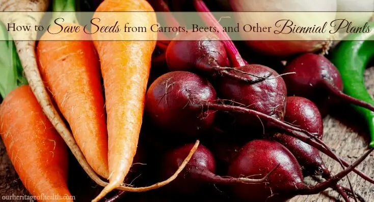 Carrots and beets on a table.