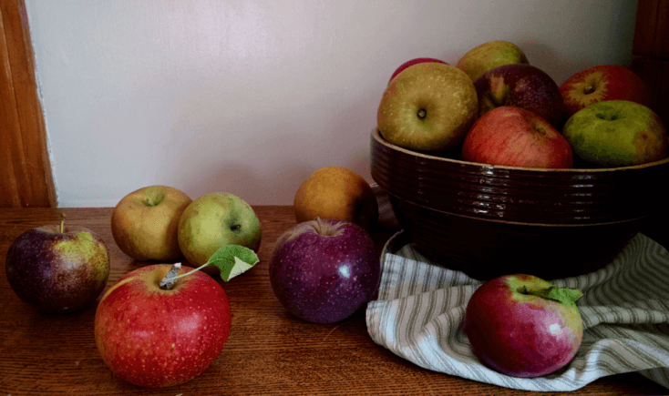 Bowl full of different colored heirloom apple varieties with apples beside it on a table.