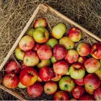 Crate full of red and green apples sitting on straw.