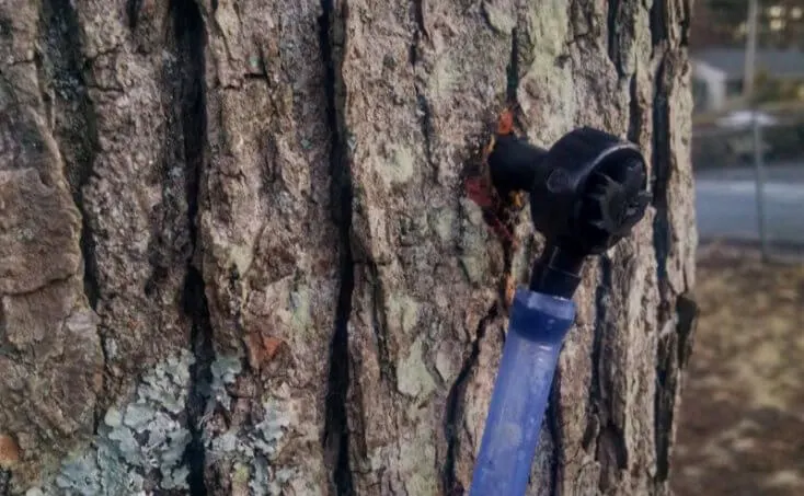 Tap for collecting syrup drilled inserted into the hole drilled into the maple tree.