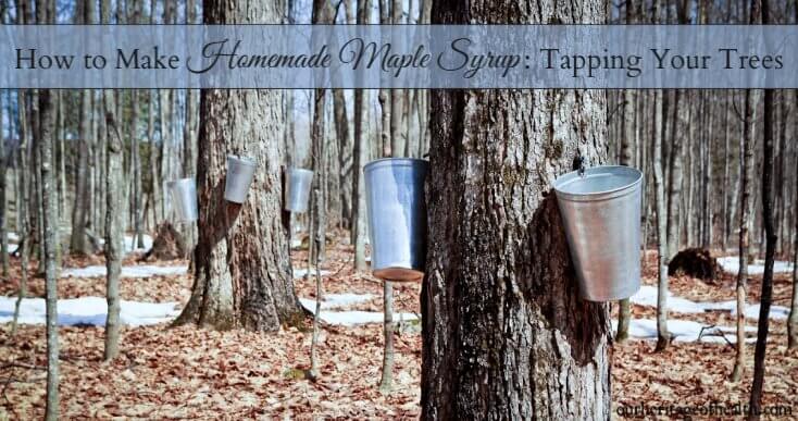 Maple trees with buckets for collecting the sap attached to the tree.
