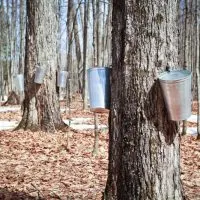 Maple trees with metal buckets attached to them for collecting the sap.