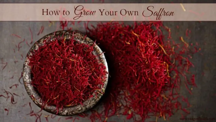 Saffron threads in a bowl with pile of saffron threads on the table beside it.