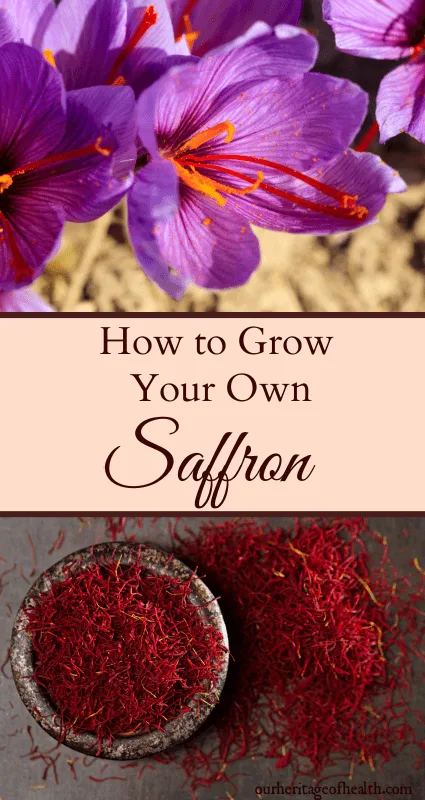 Saffron crocuses and bowl with saffron threads and pile of saffron threads on the table beside it.