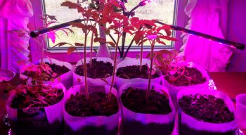 Seedlings in pots under the glow of grow lights.