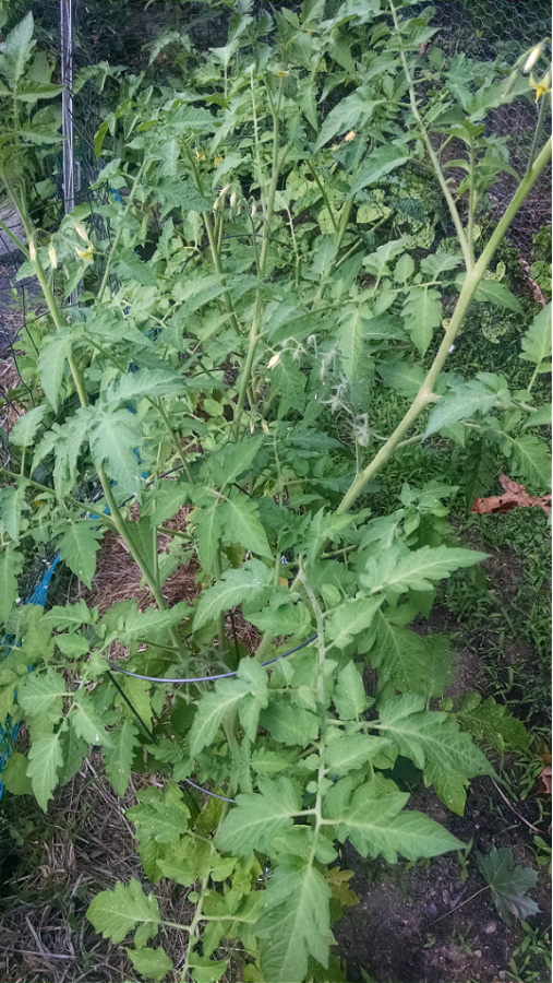 Tomato plants growing in garden.