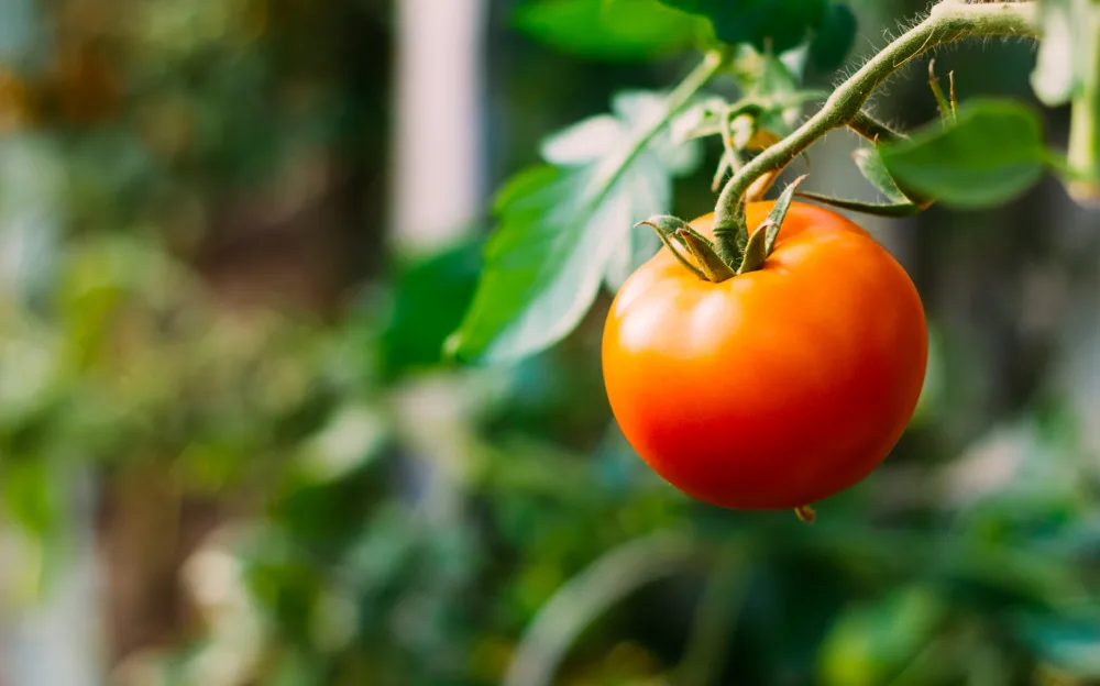 Ripe red tomato growing on the vine.
