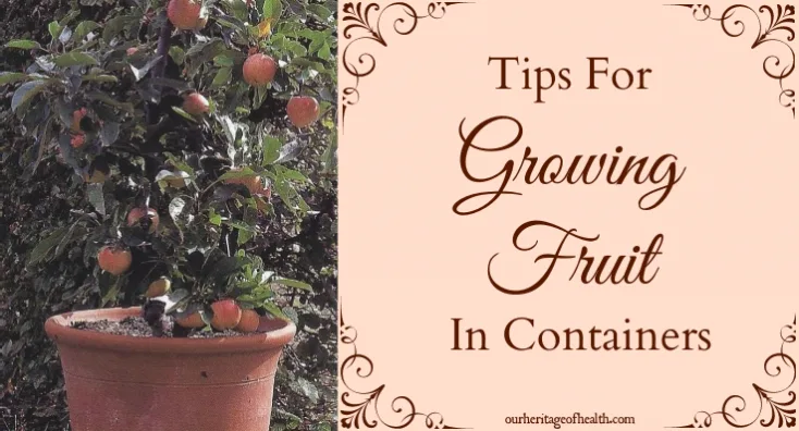 Small fruit tree growing in pot.