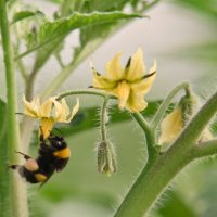 Close-up of a bee on a yellow tomato flower.
