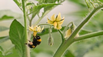 Close-up of a bee on a yellow tomato flower.