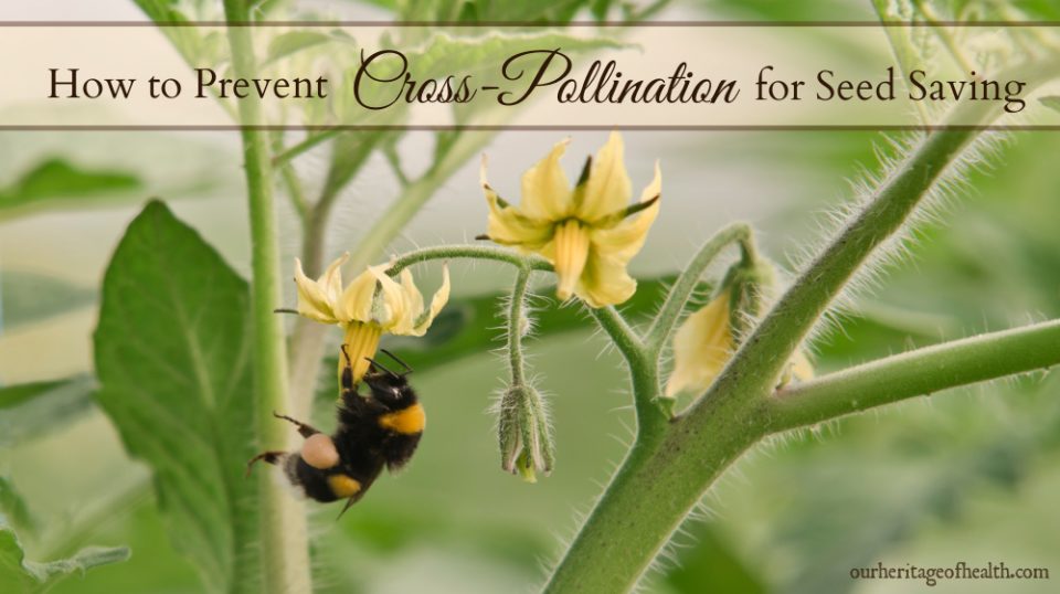 How to Prevent CrossPollination for Seed Saving Our Heritage of Health