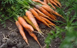 Bunch of carrots on the ground.