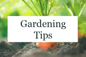 Picture of a carrot growing in the garden with the text "Gardening Tips."