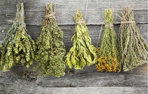 Bundles of herbs hanging to dry.