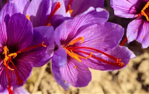 Saffron crocuses growing.