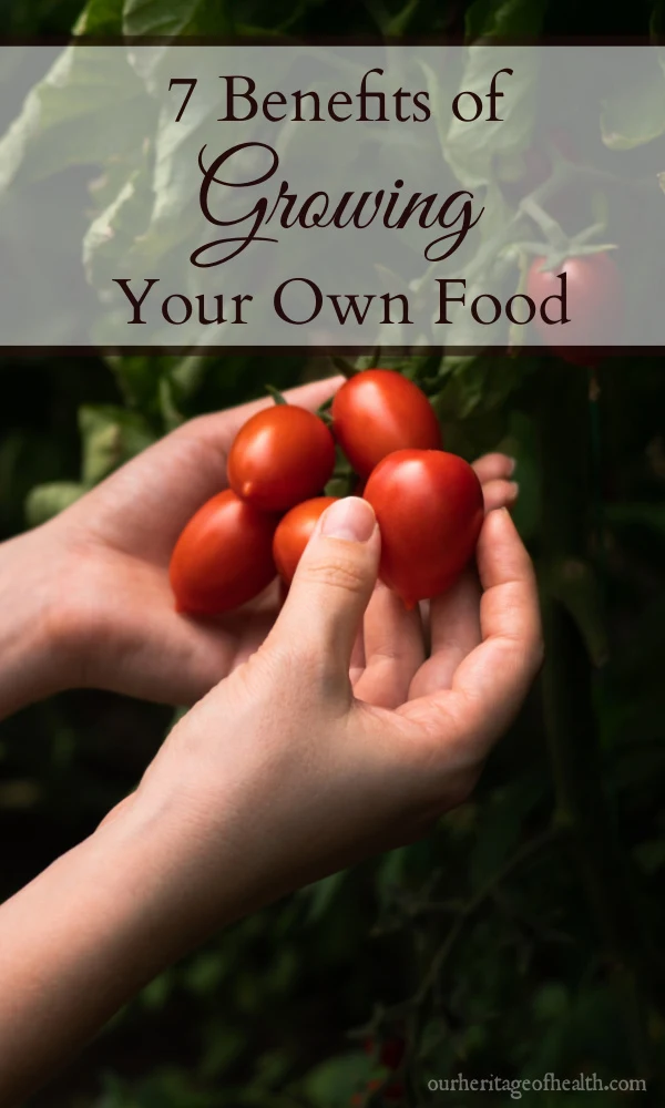 Hands holding a cluster of ripe red grape tomatoes on the vine.