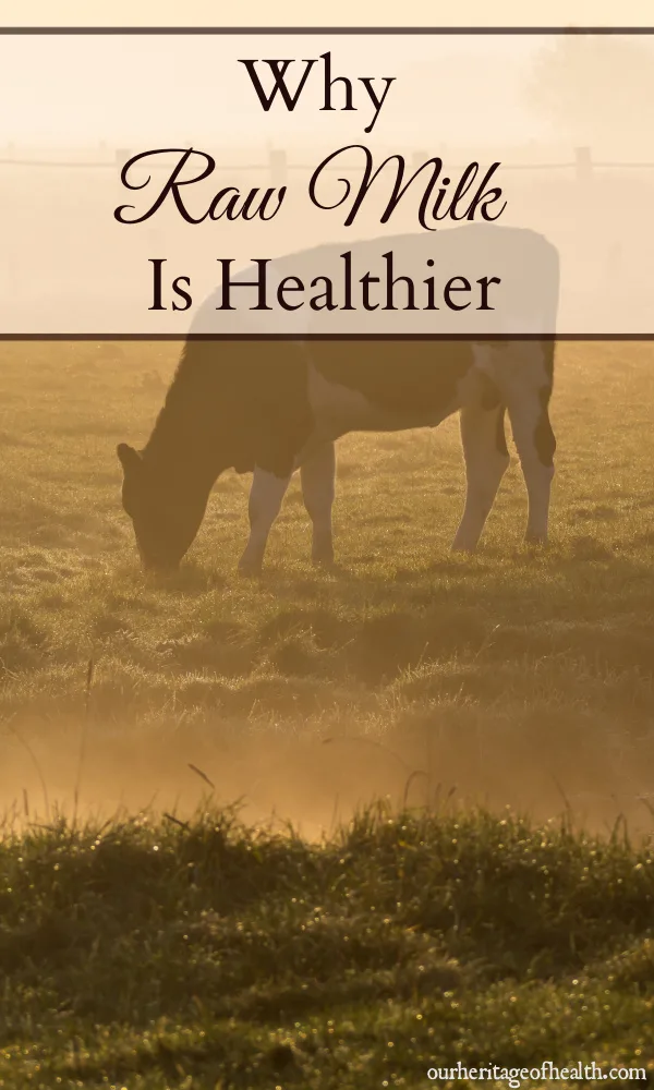 Cow grazing in a field in the morning mist.