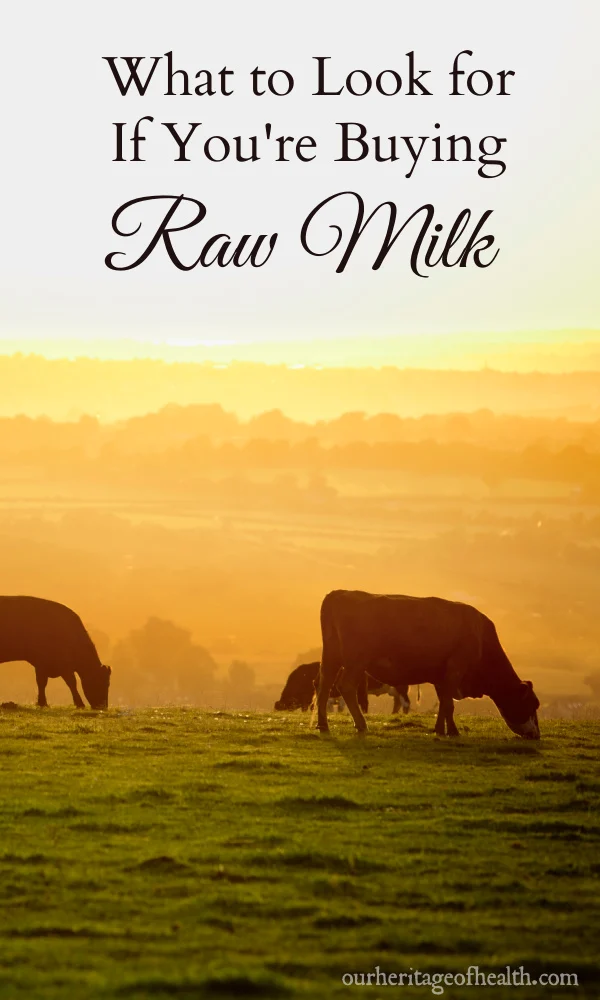 Cows grazing in a pasture in the sunlight.