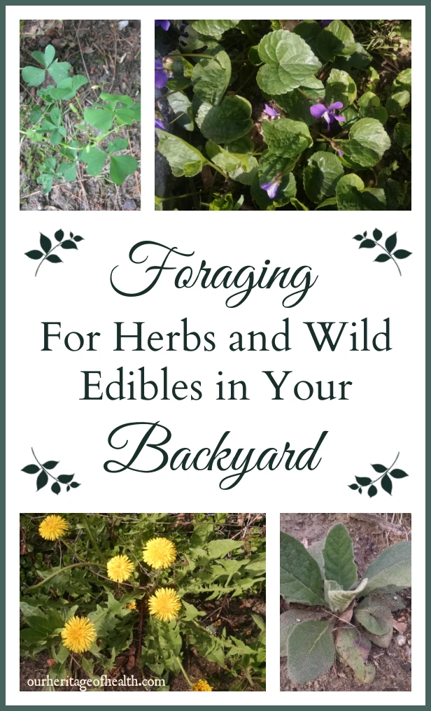 Collage of herbs including dandelions, violets, mullein, and wood sorrel.