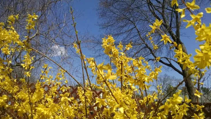 Yellow forsythia blooms against a blue sky.