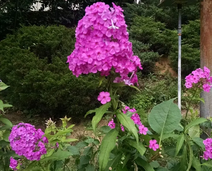 Bright pink phlox flower clusters.