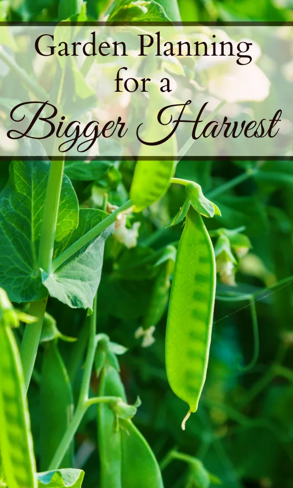 Close up of peas growing in a garden.