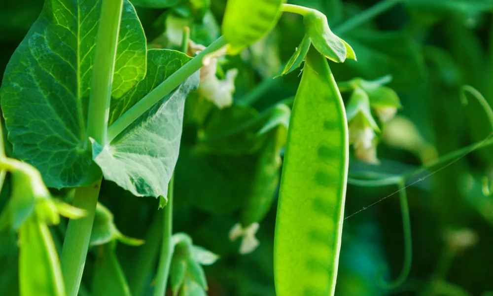 Close up of peas growing in a garden.